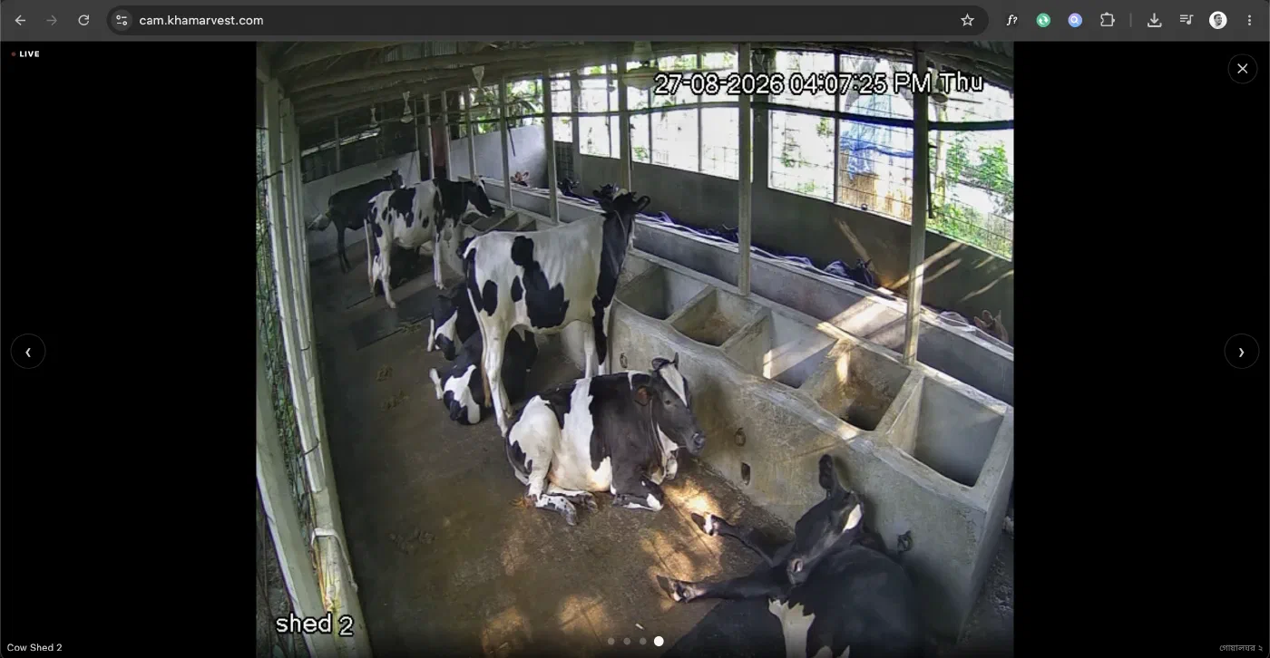 Cow Shed 2, live at cam.khamarvest.com, one click out of the four-camera grid, full resolution