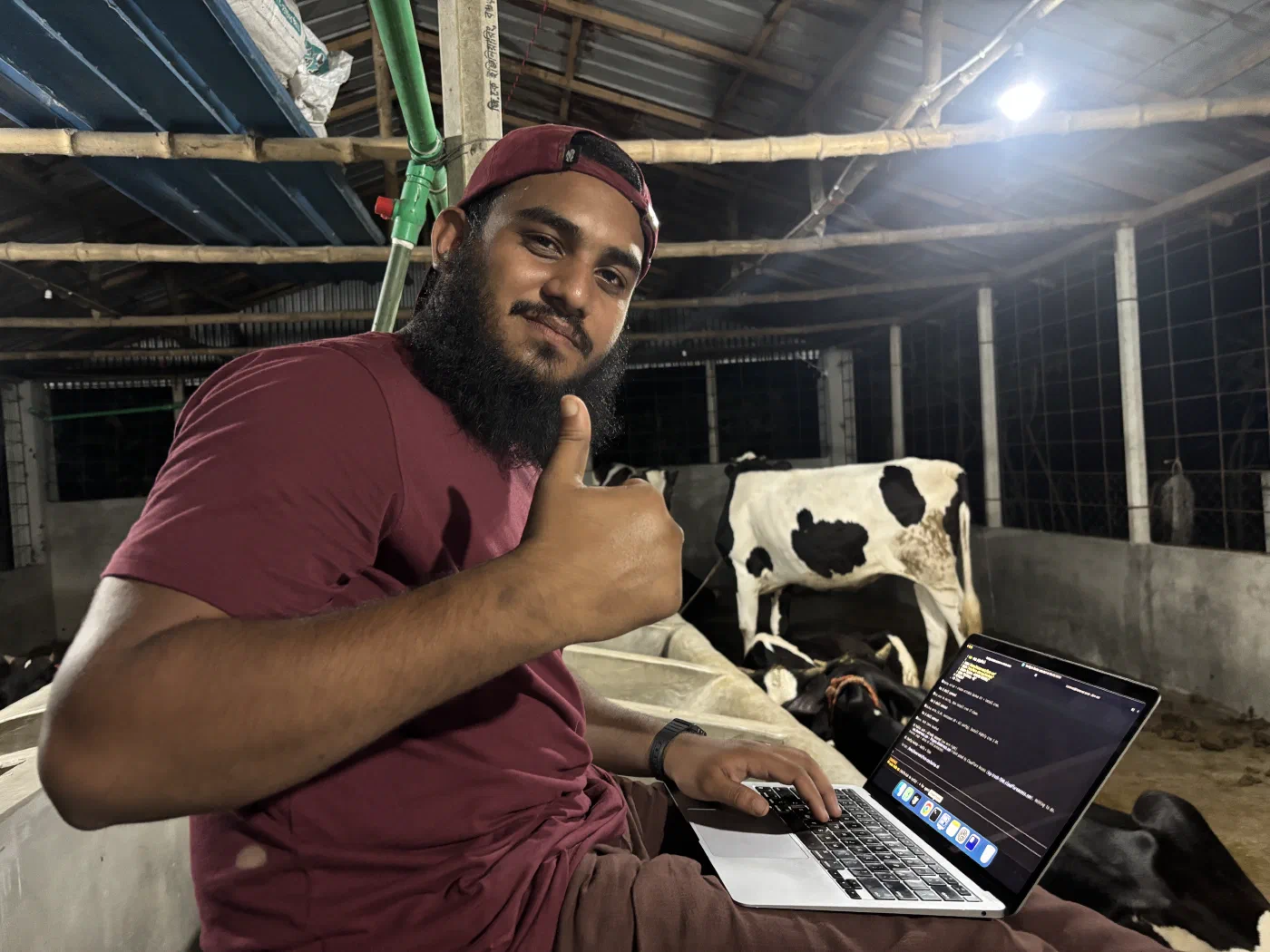 Meer working in the cow shed at night